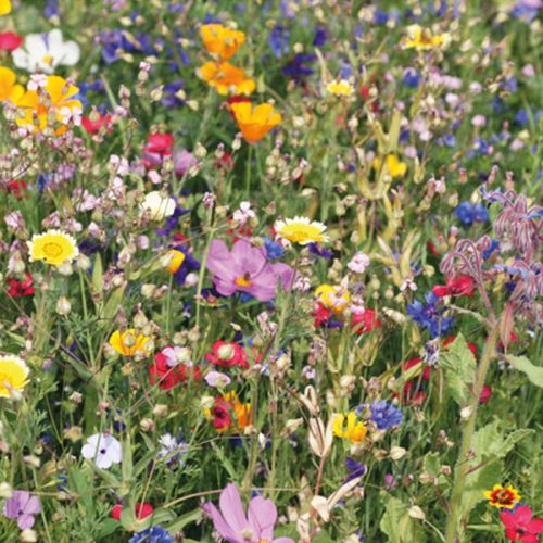 Mini dyrkningssæt - Billede 5